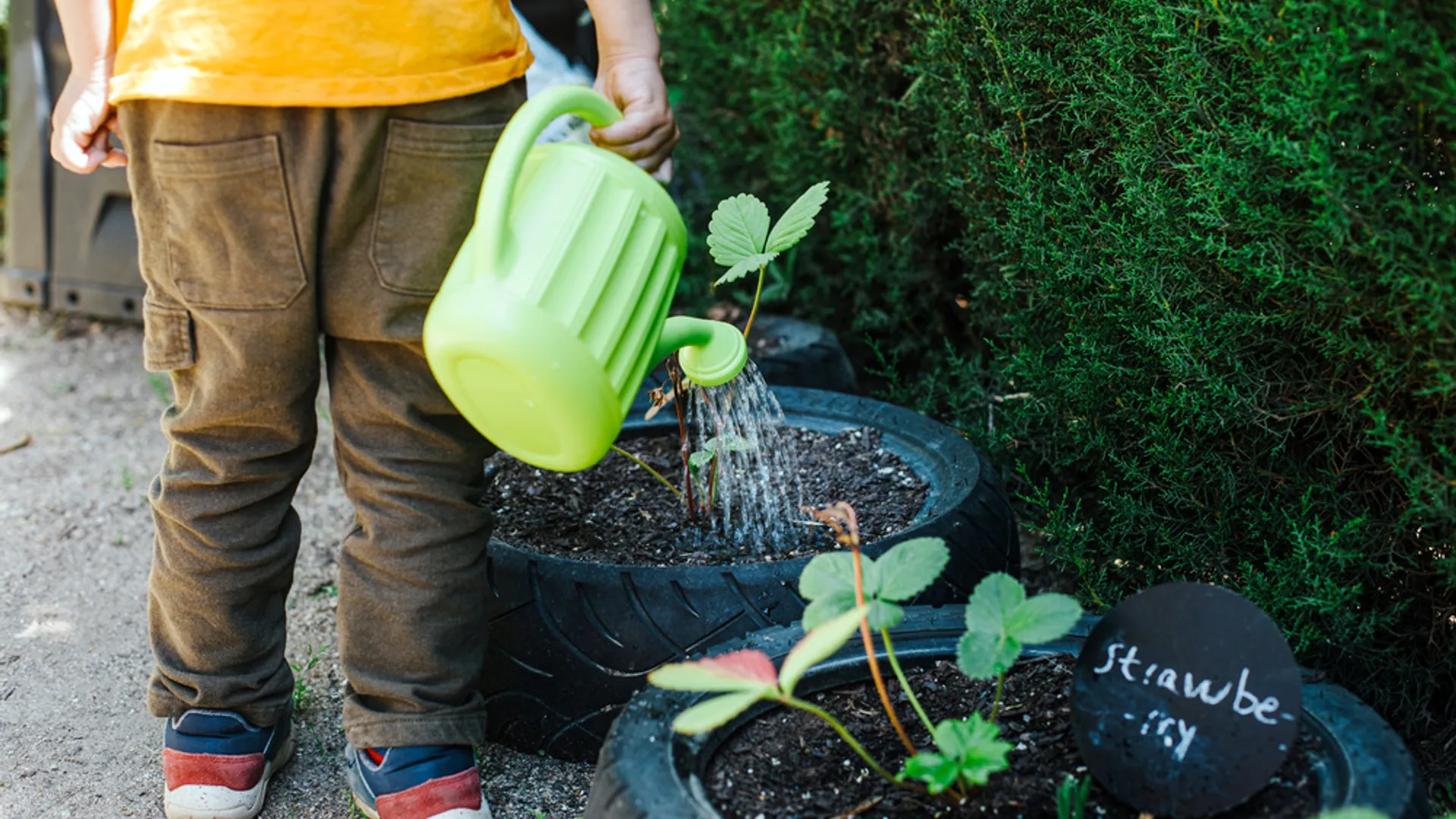 Niño regando una planta
